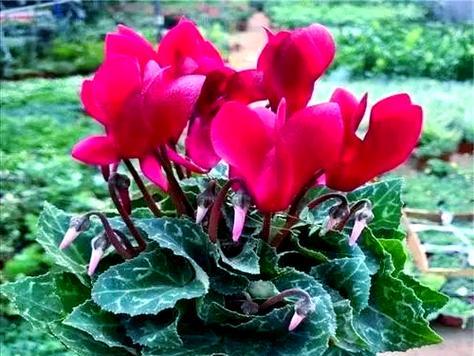 冬天有哪些花？这些花卉如何在寒冷季节中生存？