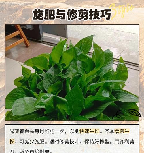 绿箩的养殖方法和注意事项？