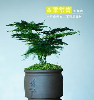 办公室窗台花卉选择指南？