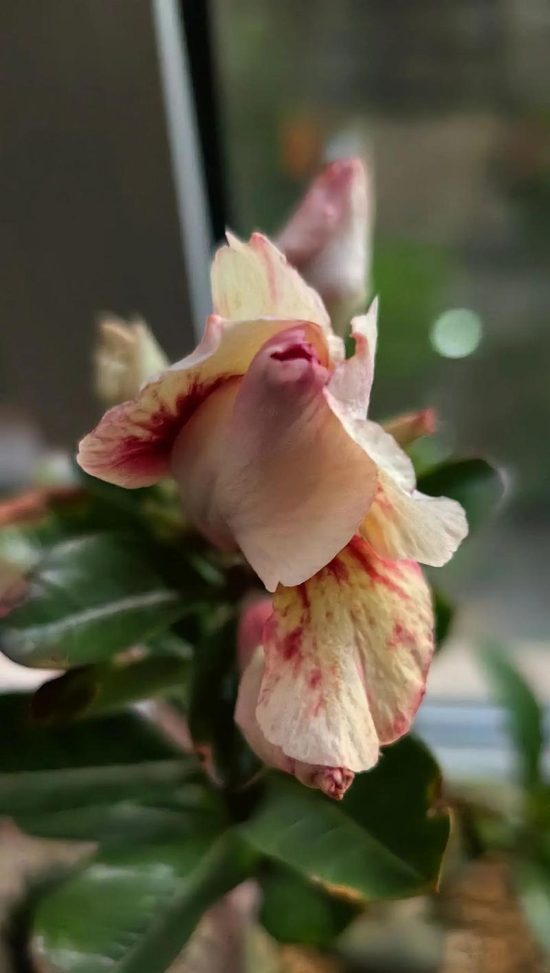 重瓣沙漠玫瑰有哪些品种？如何种植重瓣沙漠玫瑰？