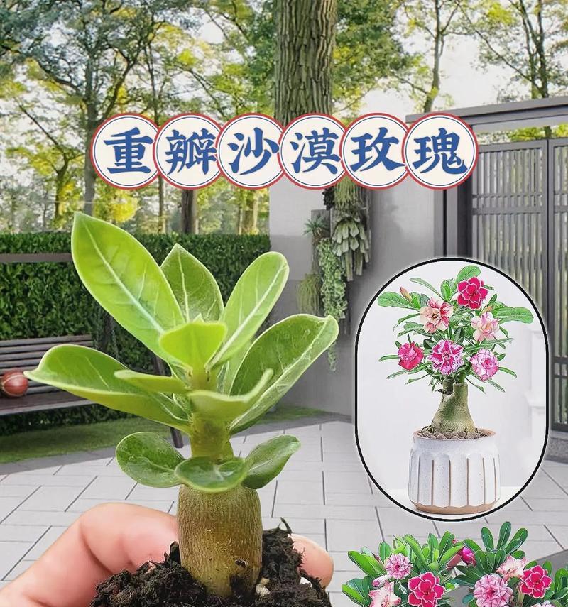 重瓣沙漠玫瑰有哪些品种？如何种植重瓣沙漠玫瑰？