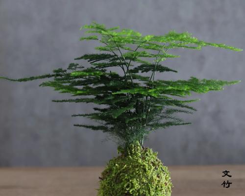 盆栽文竹种子播种的正确步骤是什么？