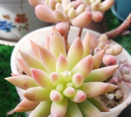 千佛手的养殖技巧和常见问题？