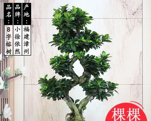 大盆栽的养殖方法是什么？