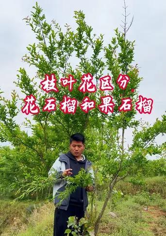 石榴树种植方法是什么？石榴果实小怎么办？