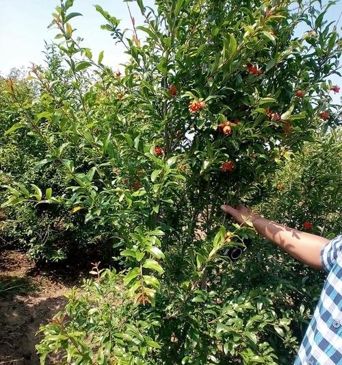 石榴树种植方法是什么？石榴果实小怎么办？