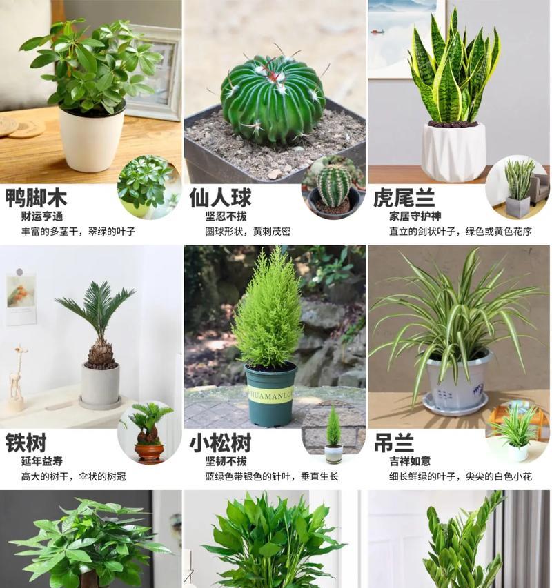 办公室适合摆放哪些绿植？