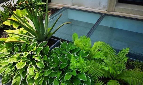 哪些植物适合在阴暗环境中生长？如何照顾耐阴植物？
