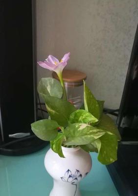 韭兰繁殖的步骤是什么？