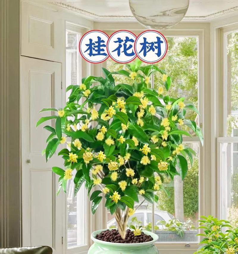 桂花树盆栽的养护要点有哪些？