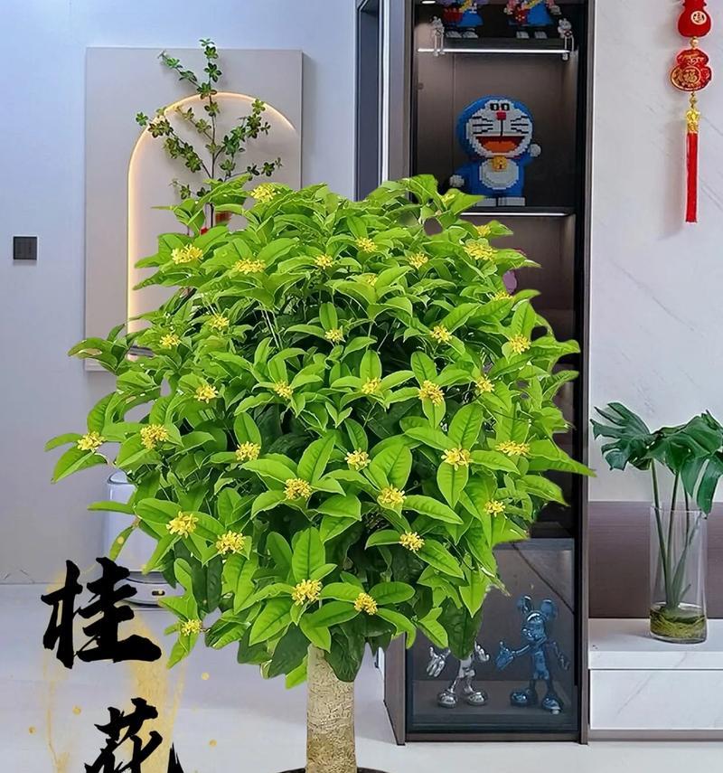 桂花树盆栽的养护要点有哪些？
