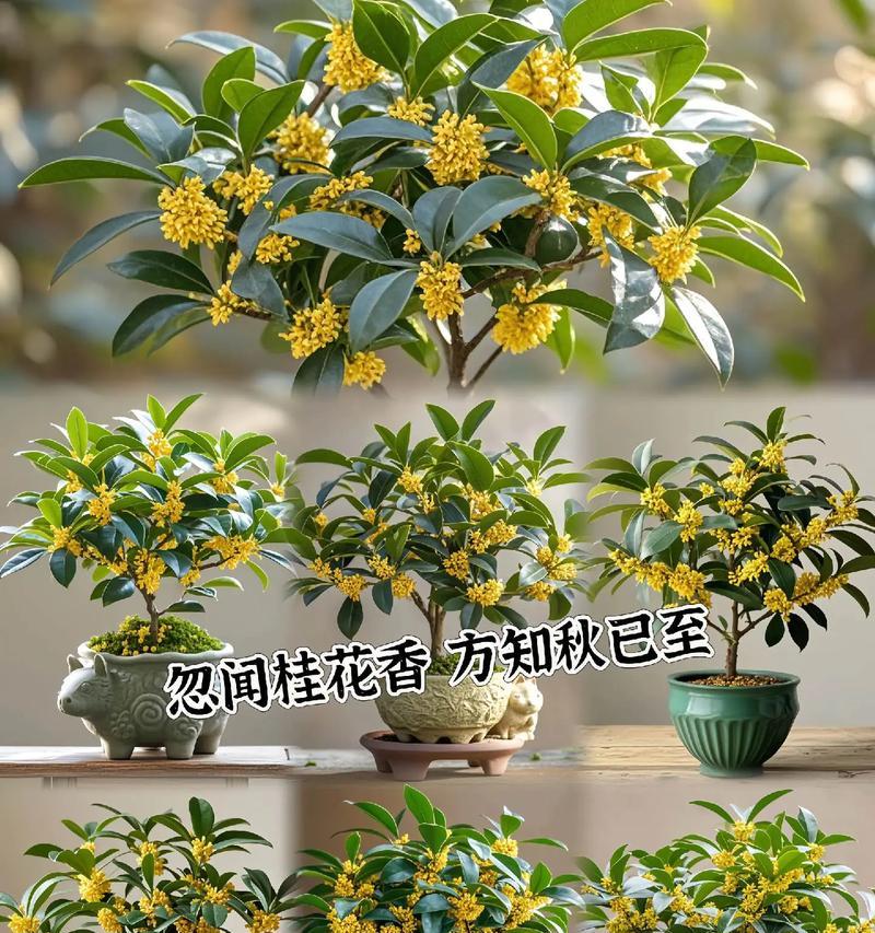桂花树盆栽的养护要点有哪些？
