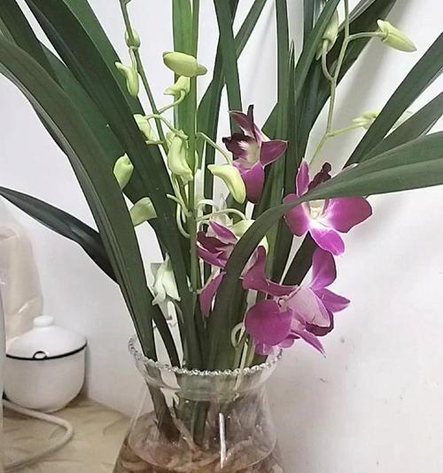 蓝花的养殖环境和条件是什么？