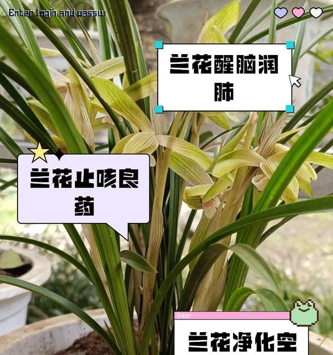 蓝花的养殖环境和条件是什么？