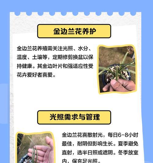 蓝花的养殖环境和条件是什么？