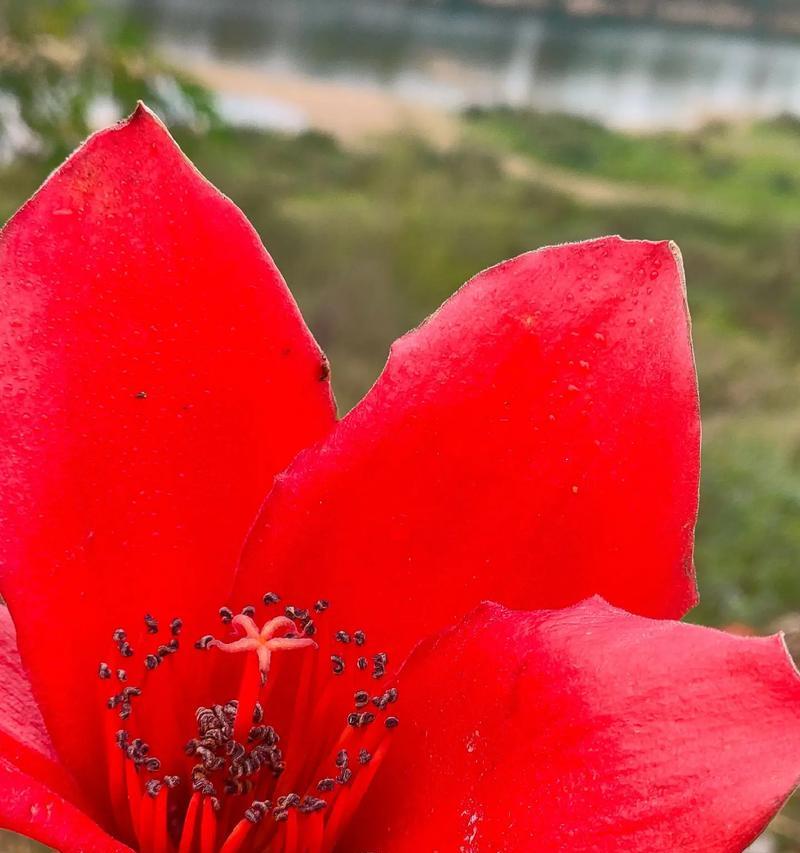 木棉象征着什么？木棉的花语有哪些含义？