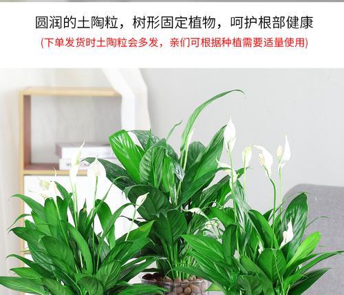 一帆风顺花的用途和功效是什么？