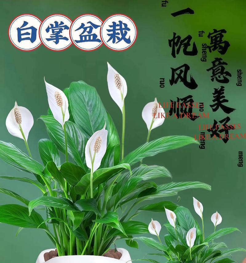 一帆风顺花的用途和功效是什么？