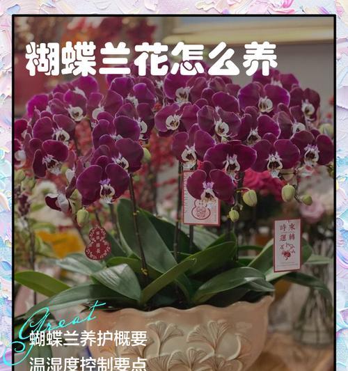 蝴蝶兰管理的要点有哪些？