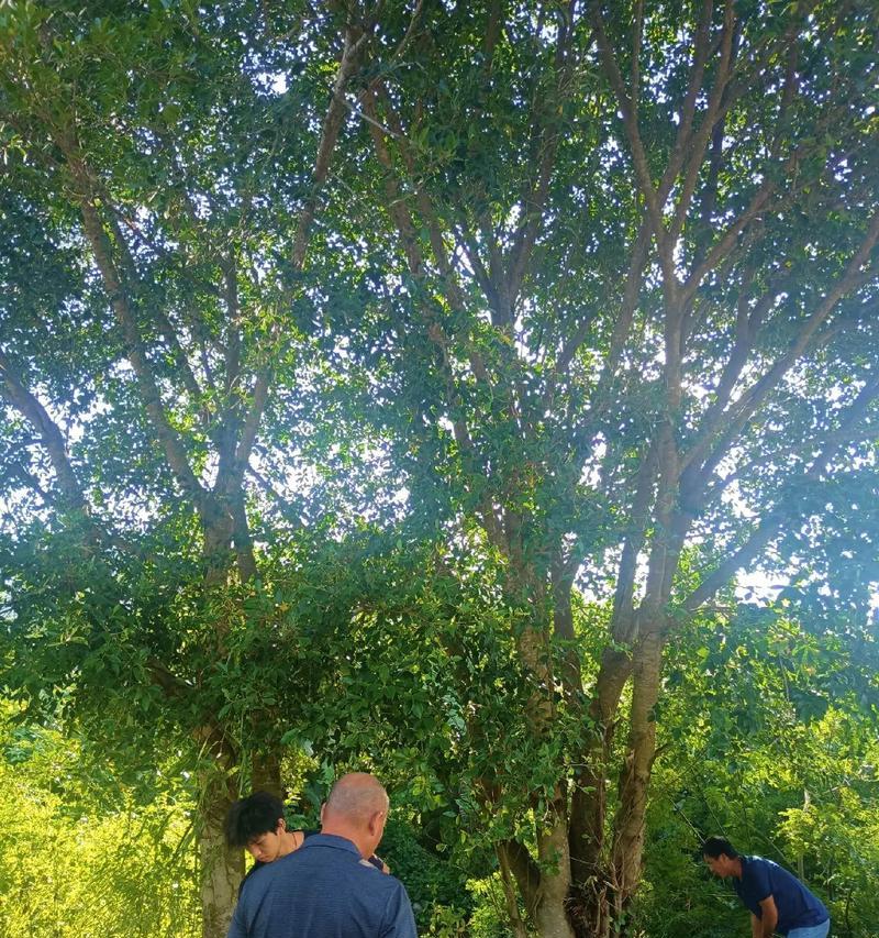 榕树对土壤有什么要求？榕树适合种植在什么土壤中？