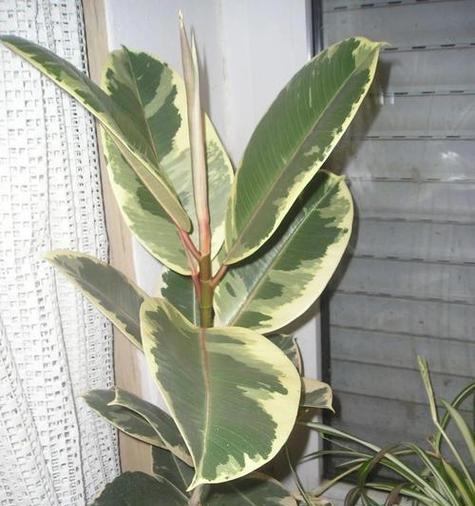 榕树对土壤有什么要求？榕树适合种植在什么土壤中？