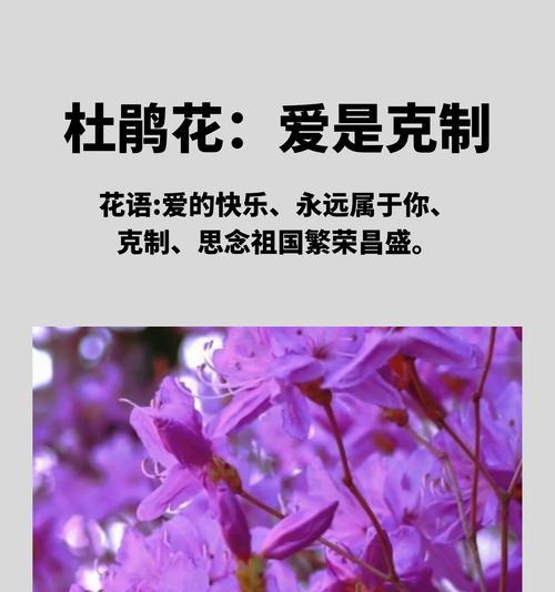 杜鹃象征着什么？杜鹃花的花语有哪些含义？