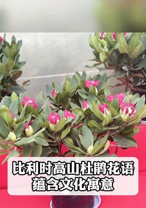 杜鹃象征着什么？杜鹃花的花语有哪些含义？