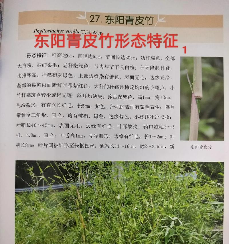 怎么种植竹子？竹子种植的步骤和注意事项是什么？