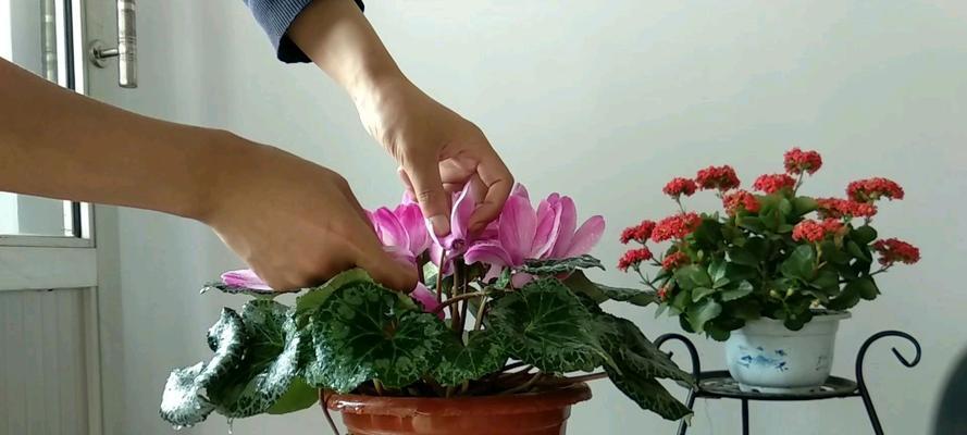 月耳兔繁殖方法是什么？需要注意哪些事项？