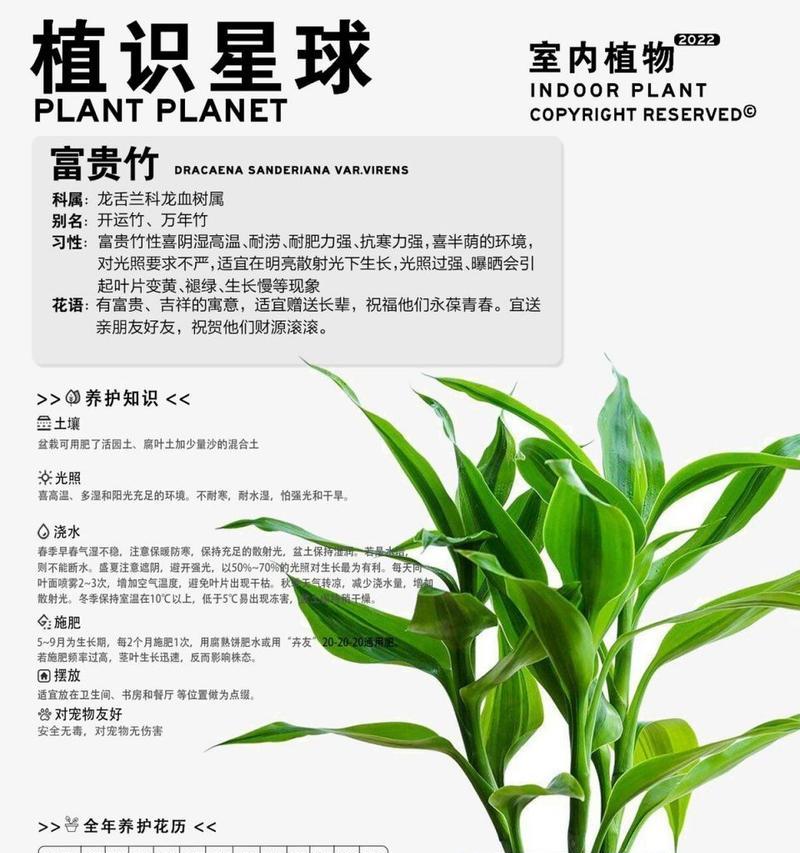 富贵竹的繁殖方法有哪些？如何快速繁殖出更多的富贵竹？
