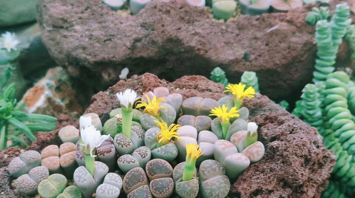 生石花品种众多，哪种最独特？