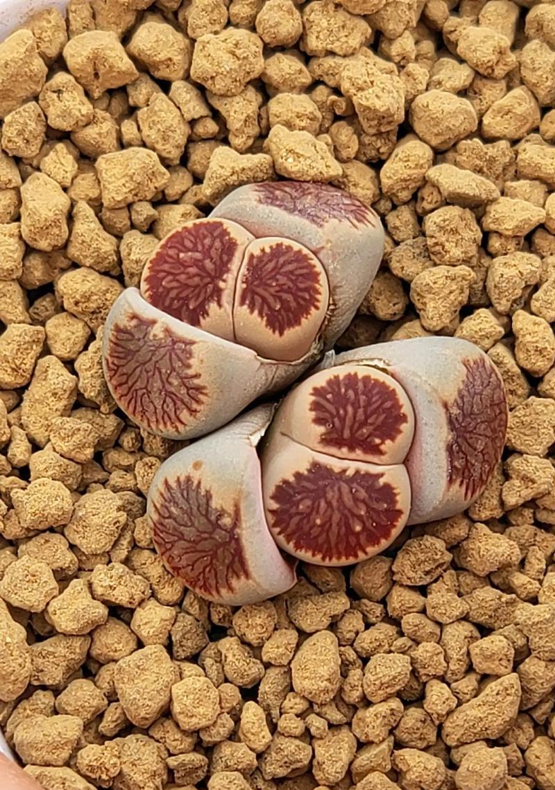 生石花品种众多，哪种最独特？