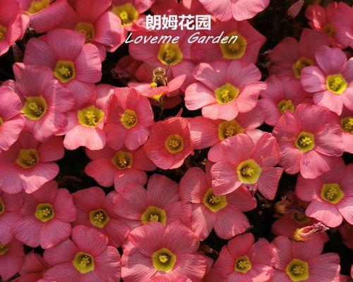 酢浆草爆盆的秘诀是什么？