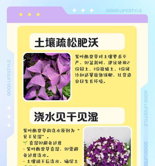 酢浆草爆盆的秘诀是什么？