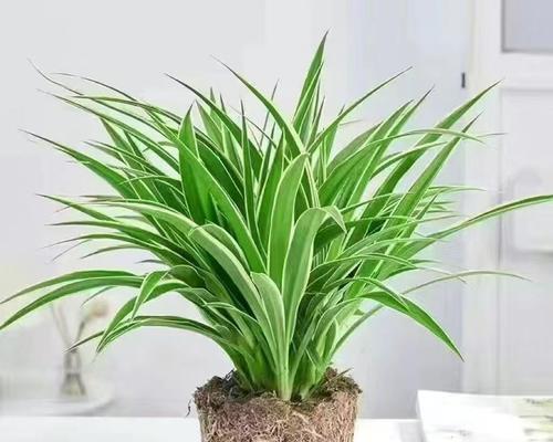 室内植物养殖需要注意哪些问题？
