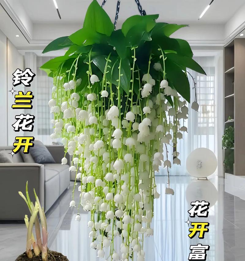 盆栽驱蚊虫有哪些？哪些植物最有效？