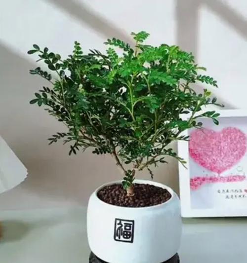 盆栽驱蚊虫有哪些？哪些植物最有效？