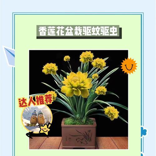 盆栽驱蚊虫有哪些？哪些植物最有效？