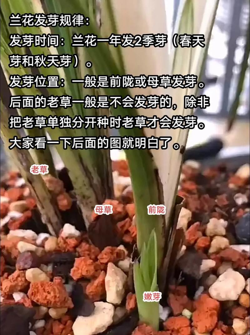 如何辨别不同种类的兰花？识别技巧有哪些？