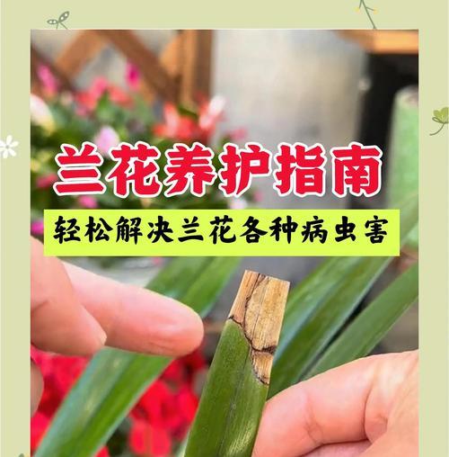如何辨别不同种类的兰花？识别技巧有哪些？