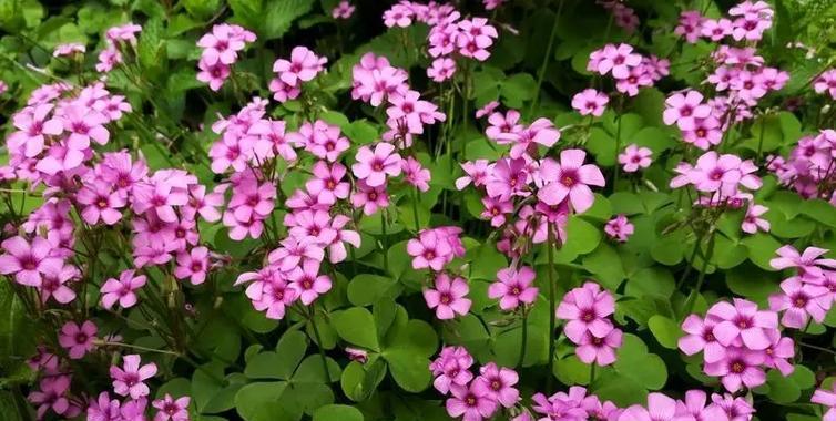 容易种植的花有哪些？适合新手的花卉推荐？