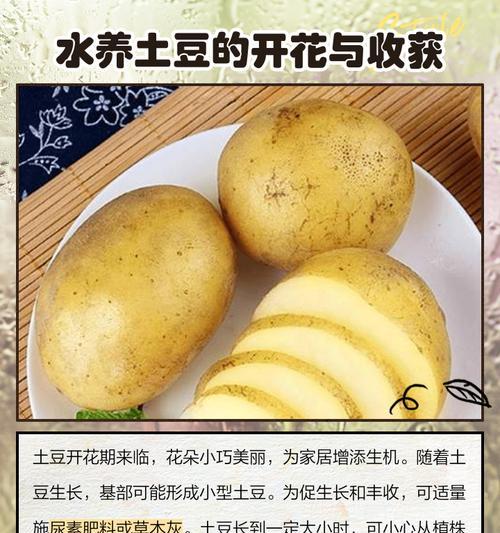 盆栽土豆种植方法是什么？如何在家中种植土豆？