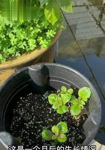 盆栽土豆种植方法是什么？如何在家中种植土豆？
