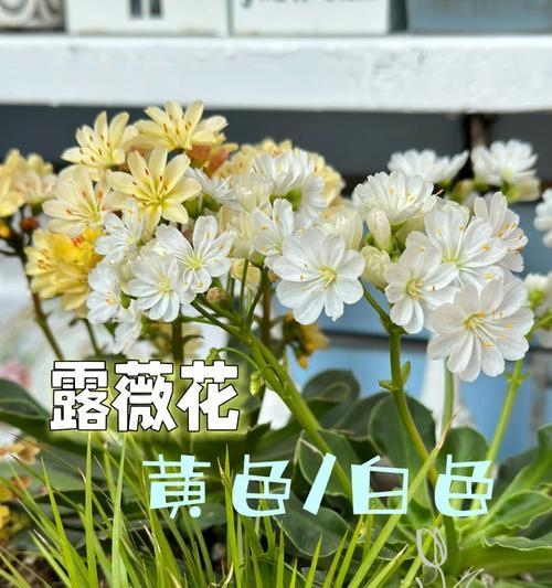 露薇花的养殖技巧和常见问题？