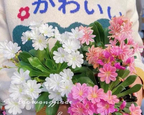 露薇花的养殖技巧和常见问题？