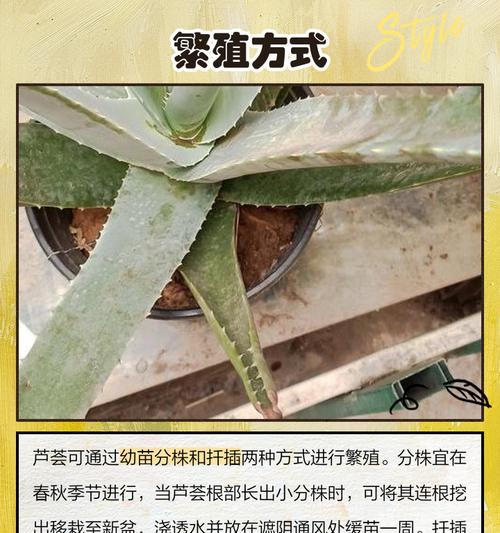 芦荟繁殖的方法和技巧有哪些？