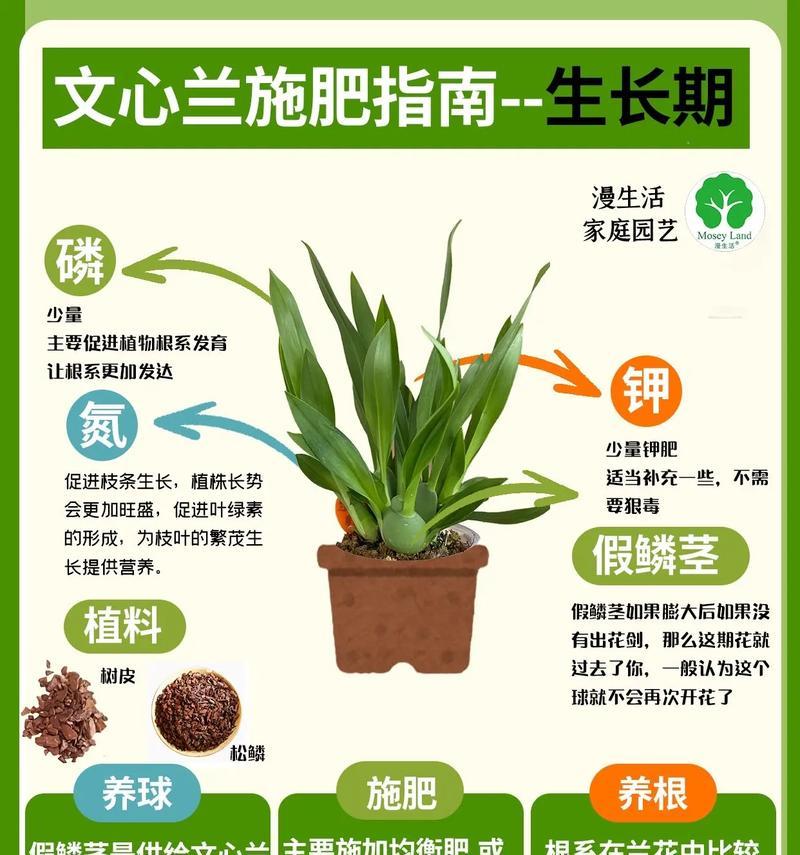 兰花种球种植步骤是什么？需要注意什么？