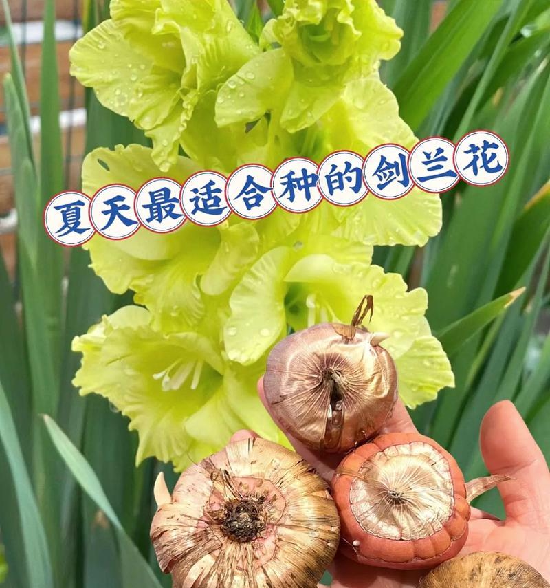 兰花种球种植步骤是什么？需要注意什么？