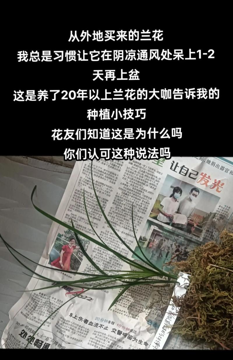 兰花种球种植步骤是什么？需要注意什么？