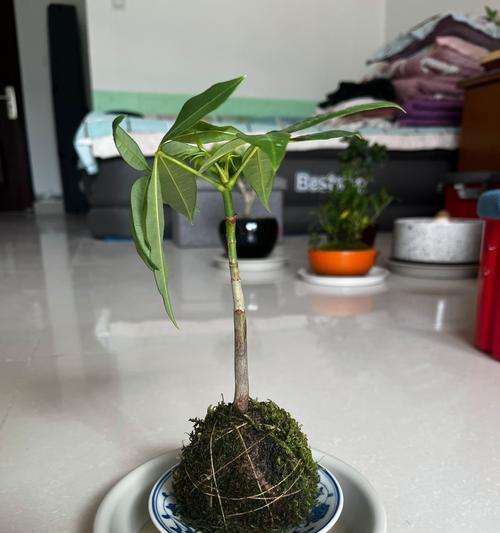 小盆发财树的浇水技巧和注意事项是什么？